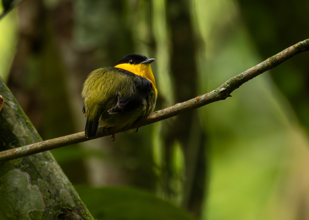 Golden-collared Manakin - ML646154818