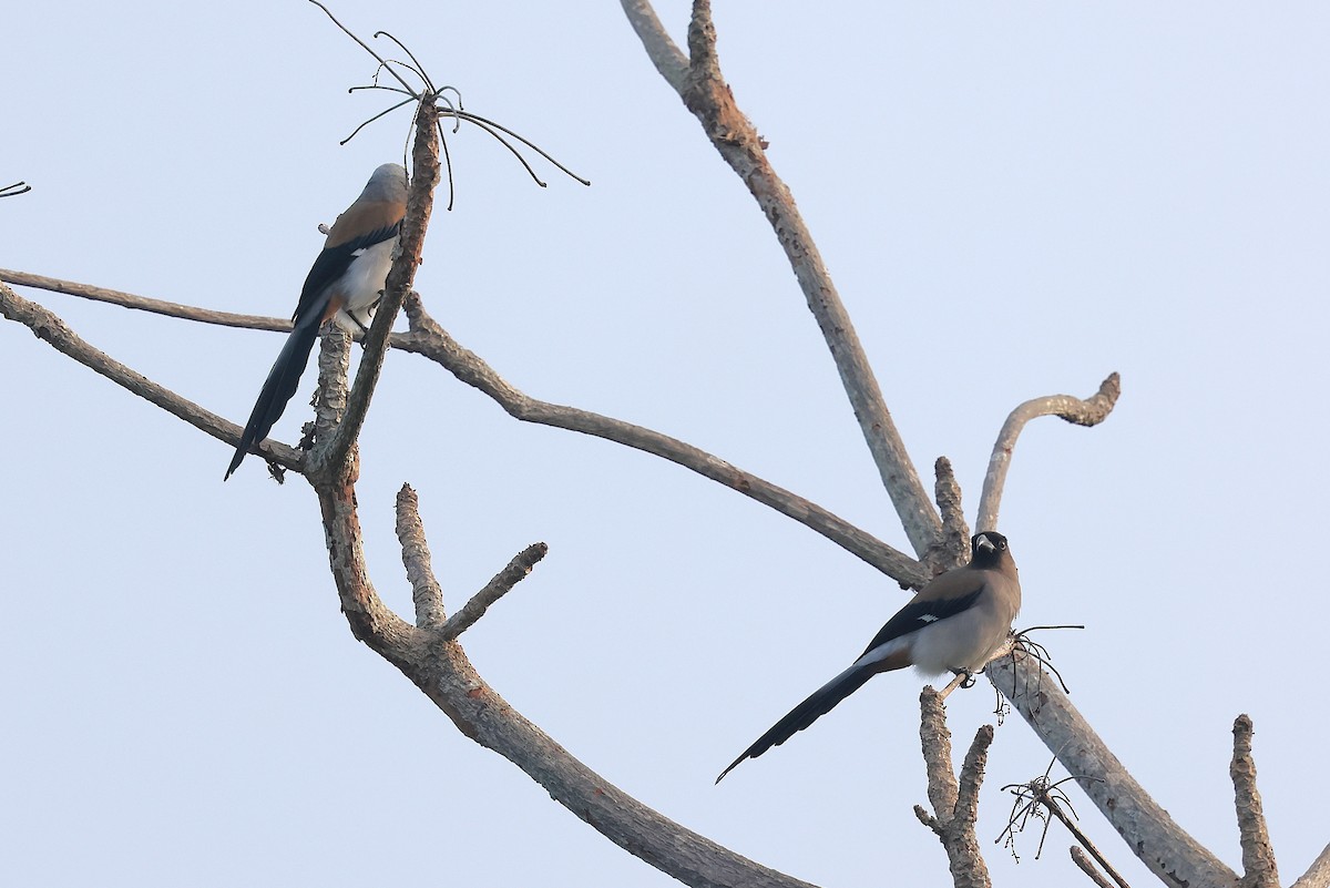 Gray Treepie - ML646154824
