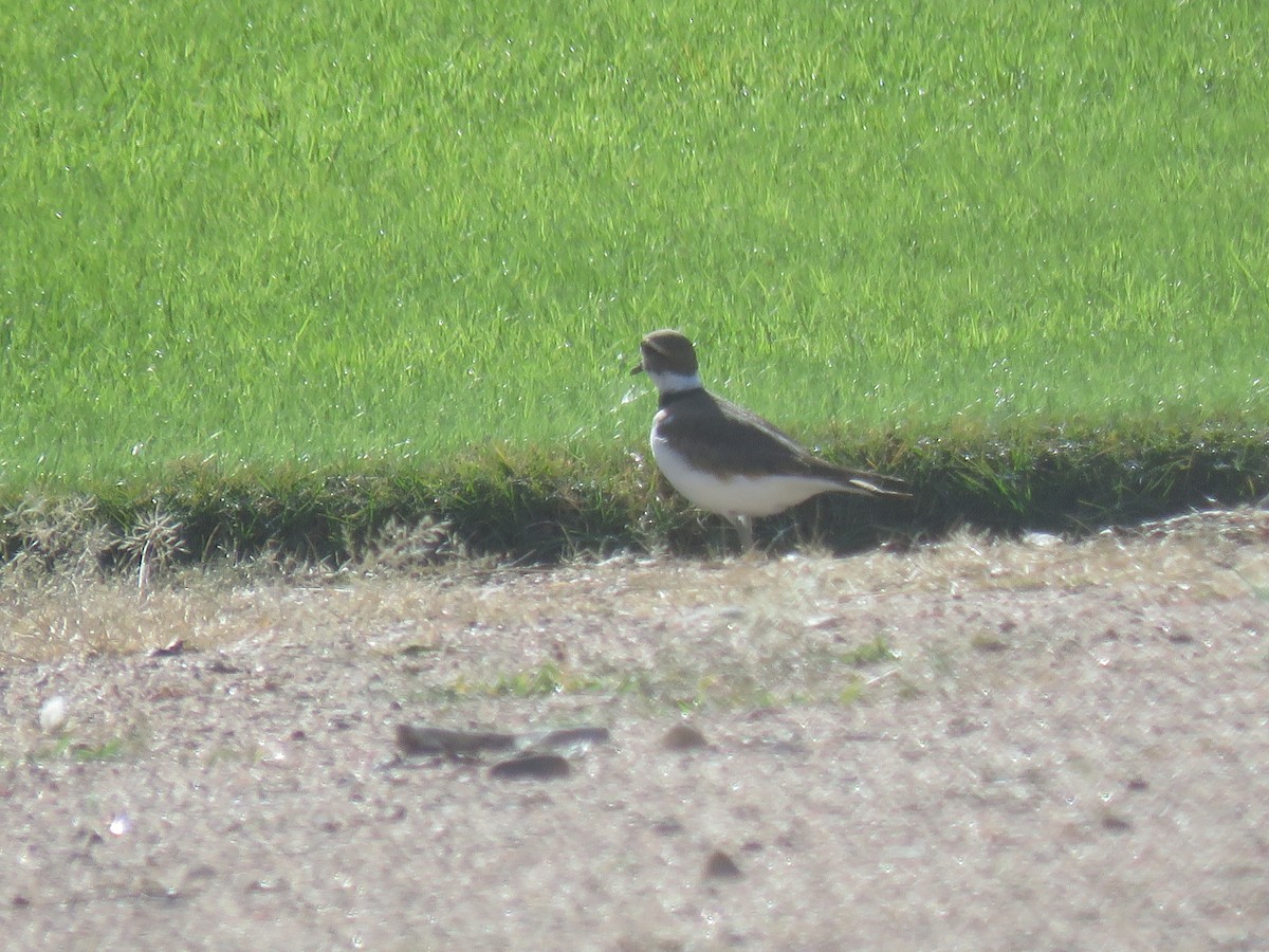 Kildir txirritxoa - ML646154831