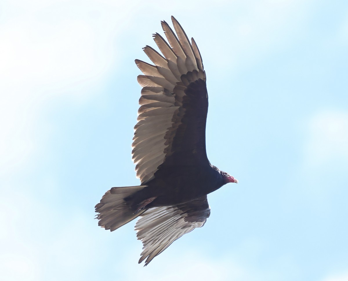 Urubu à tête rouge - ML646154836