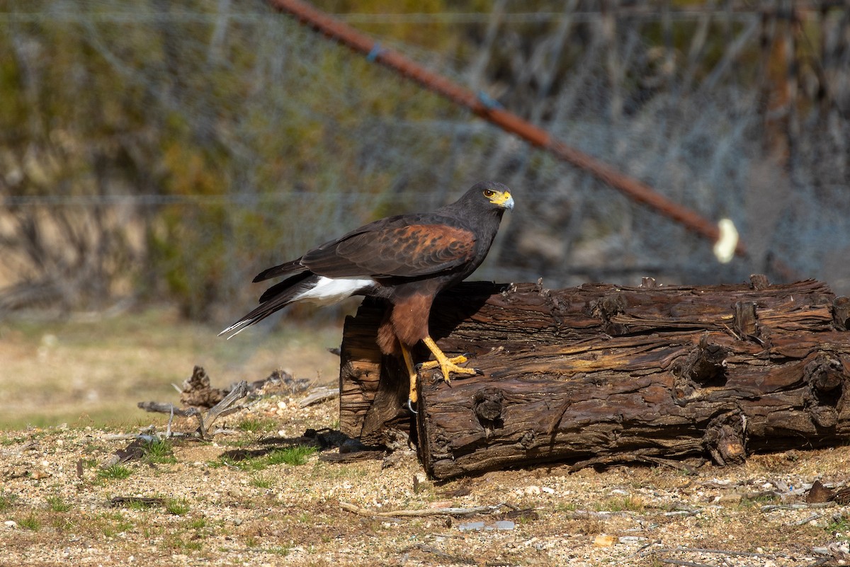 Harris's Hawk - ML646154845