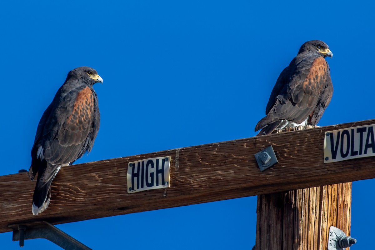 Harris's Hawk - ML646154846