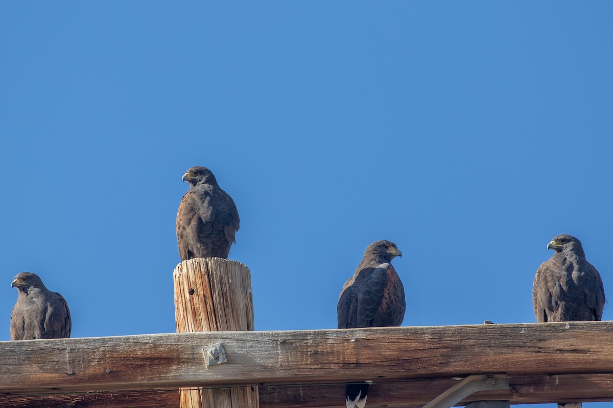 Harris's Hawk - ML646154847