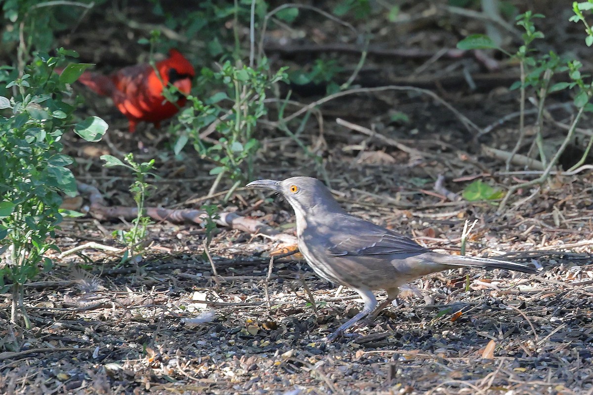 Curve-billed Thrasher - ML646154853