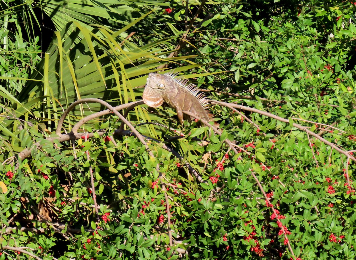 Animals - ML646154855