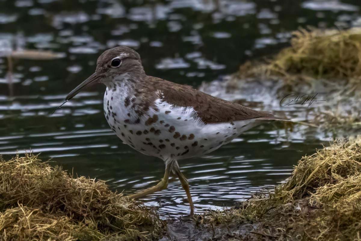 ביצנית נקודה - ML646154858