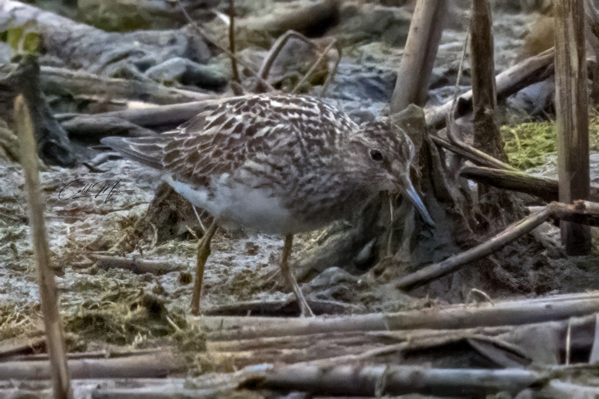 Побережник арктичний - ML646154867