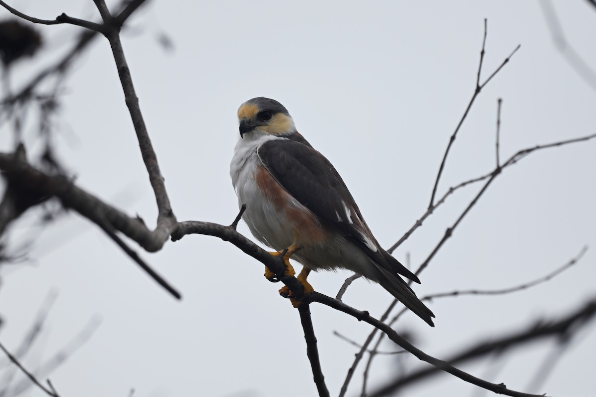 Pearl Kite - ML646154871