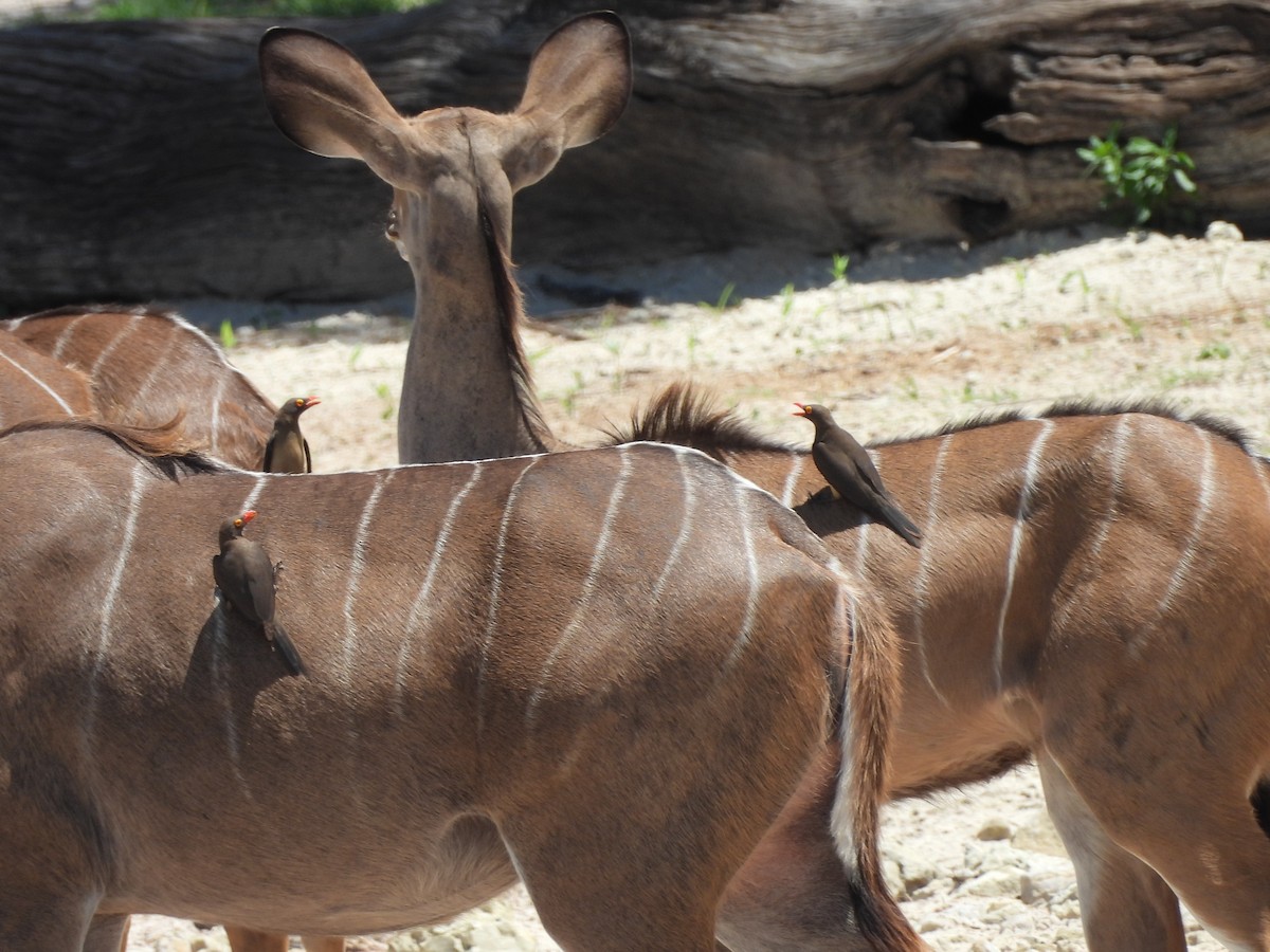 Red-billed Oxpecker - ML646154881