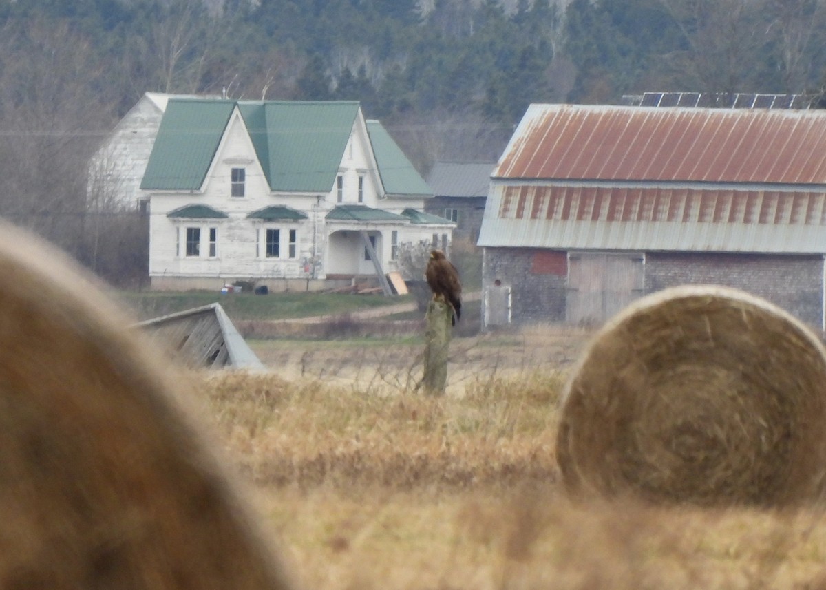 Golden Eagle - ML646154890