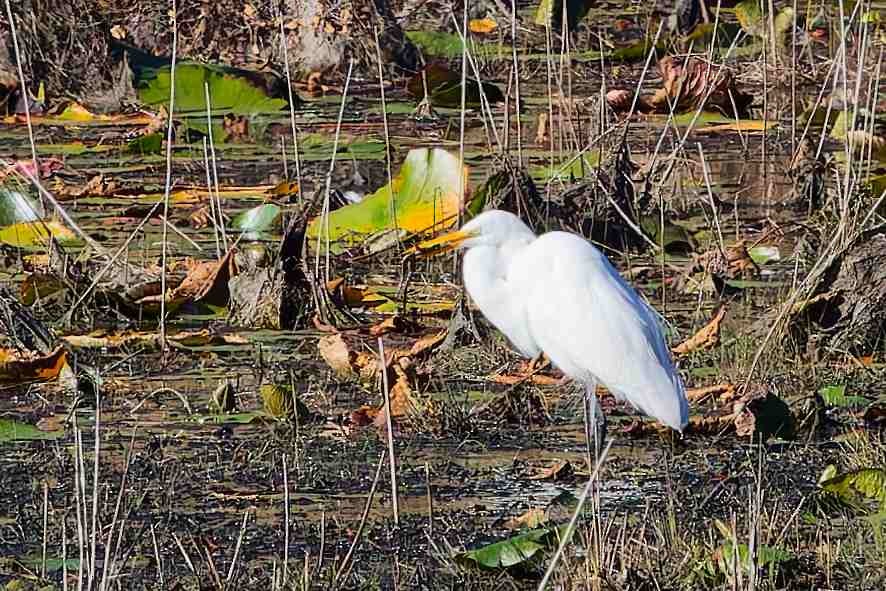 ダイサギ - ML646154891