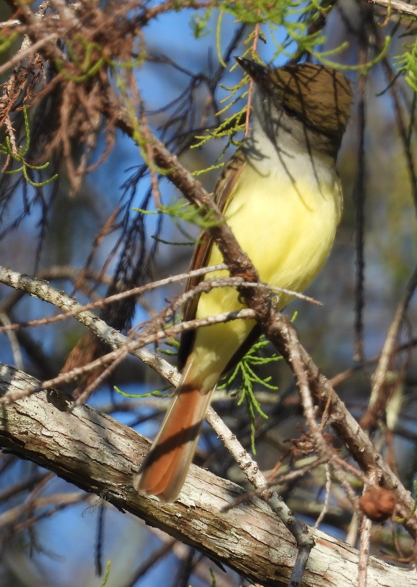 Sarı Karınlı Sinekkapan - ML646154903
