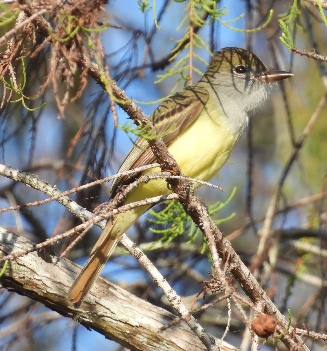 Sarı Karınlı Sinekkapan - ML646154904