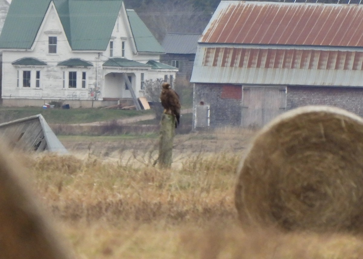 Golden Eagle - ML646154911