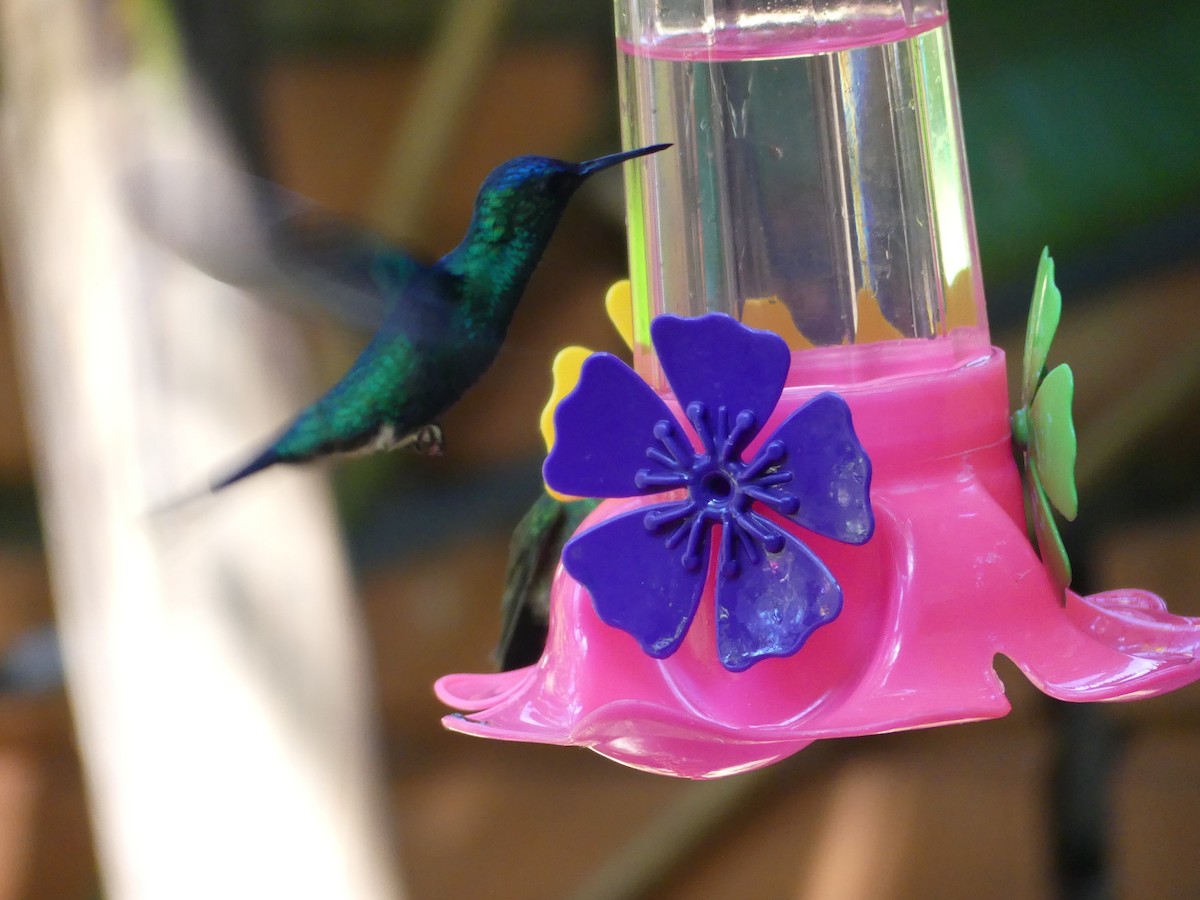 Violet-capped Woodnymph - ML646154915