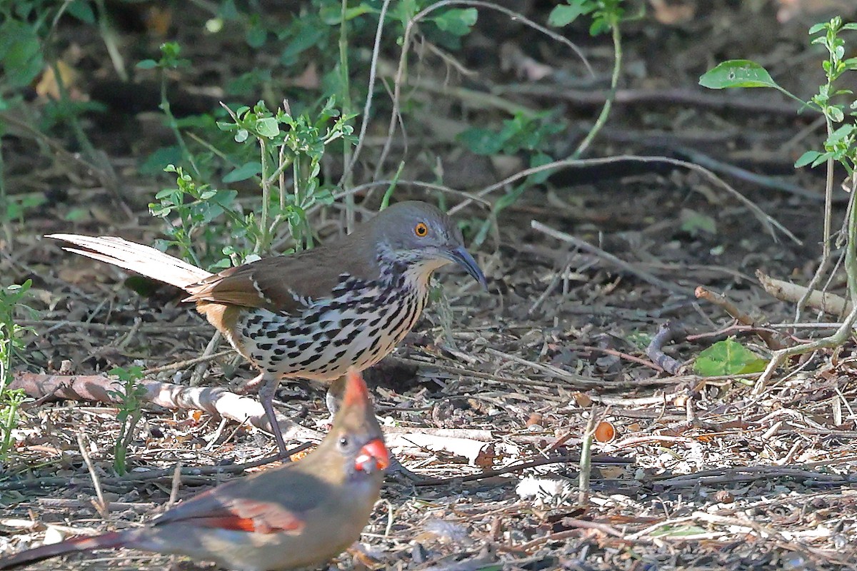 Long-billed Thrasher - ML646154918