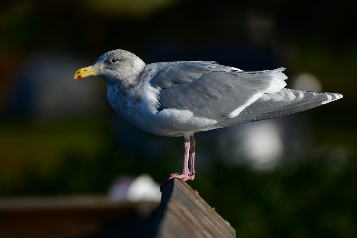 Glaucous-winged Gull - ML646154928