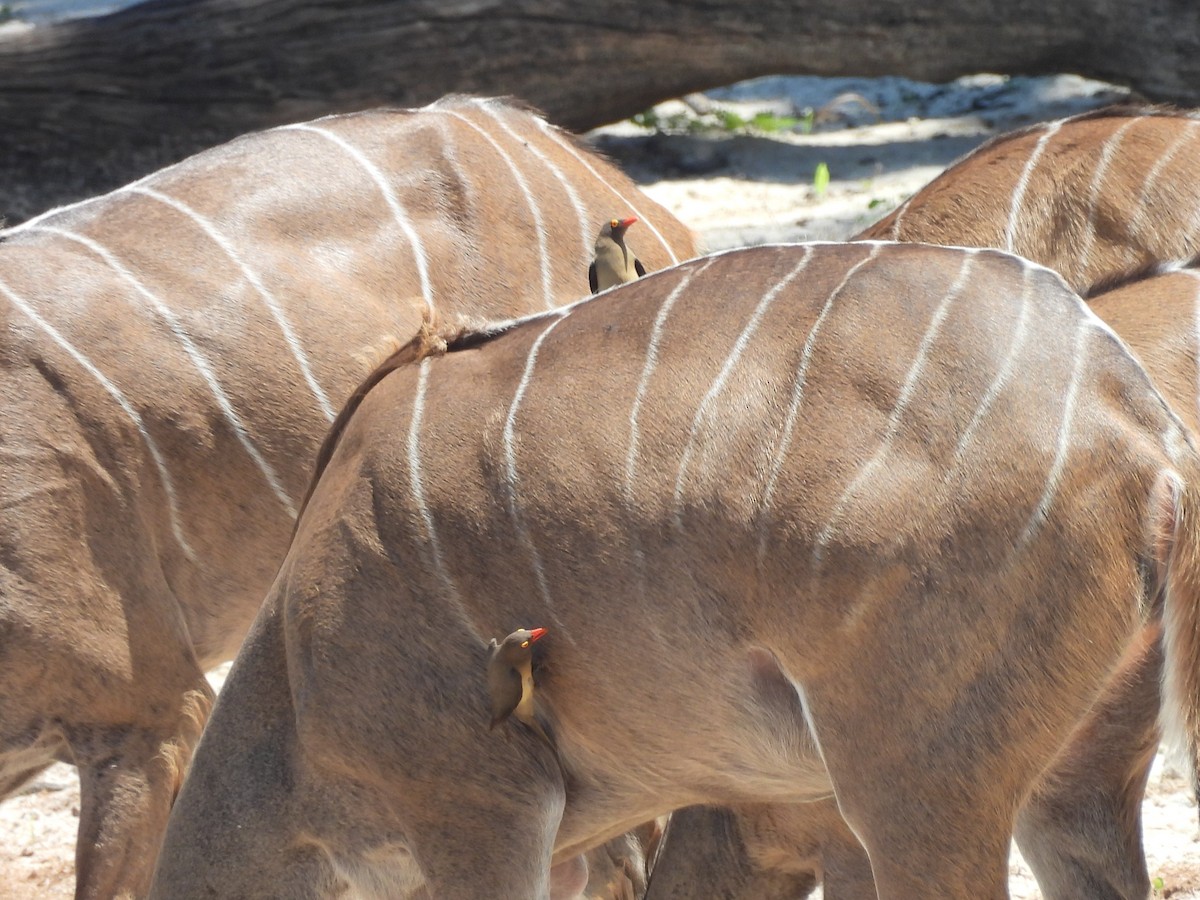 Red-billed Oxpecker - ML646154929