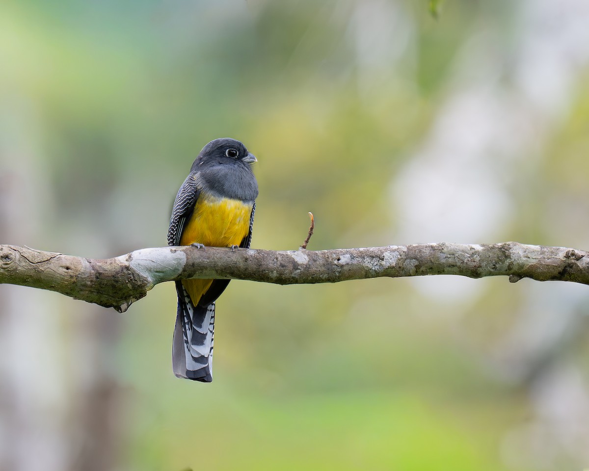 Gartered Violaceous Trogon - ML646154930