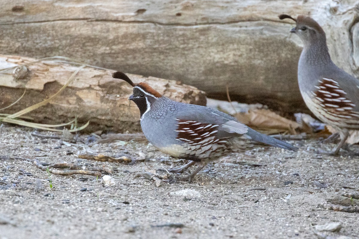 Gambel's Quail - ML646154933