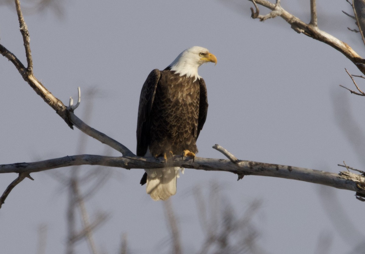 Bald Eagle - ML646154938