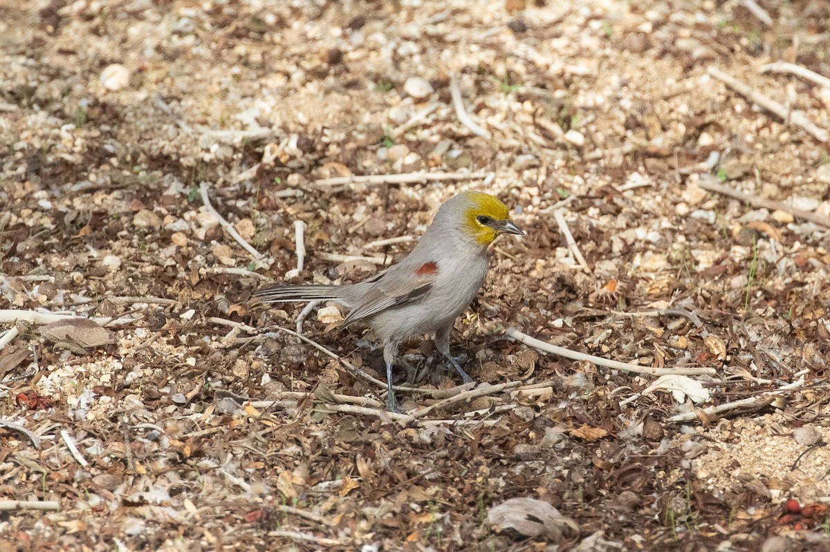 Verdin - ML646154939