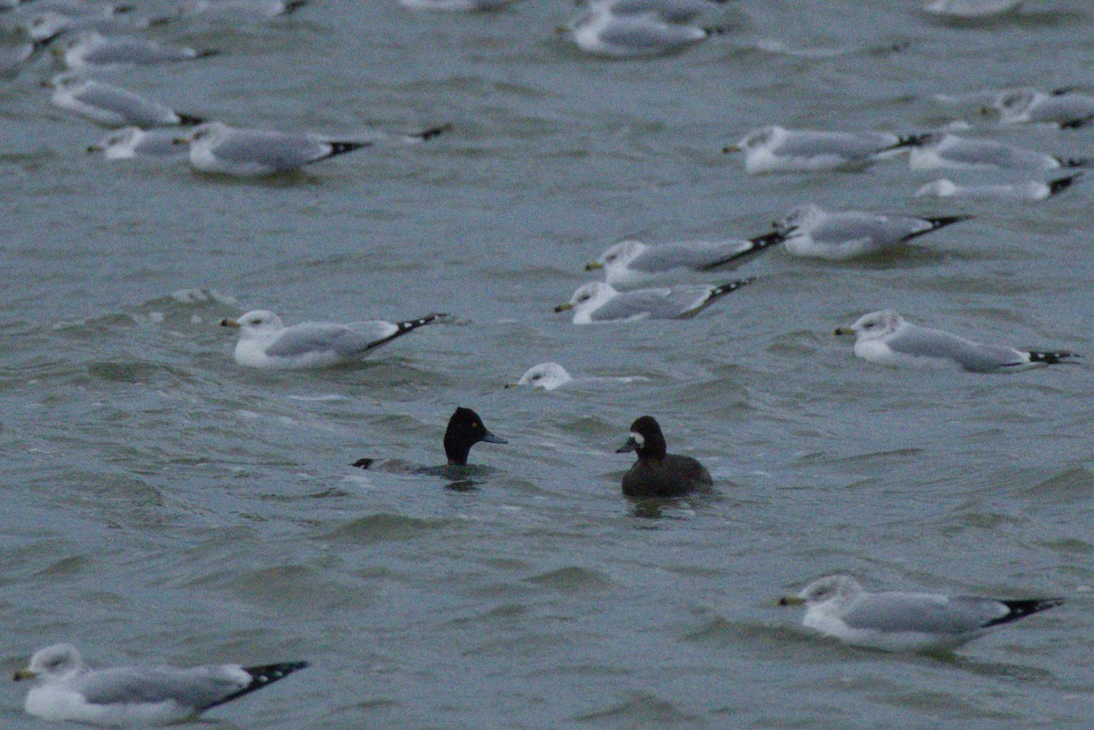 Lesser Scaup - ML646154947