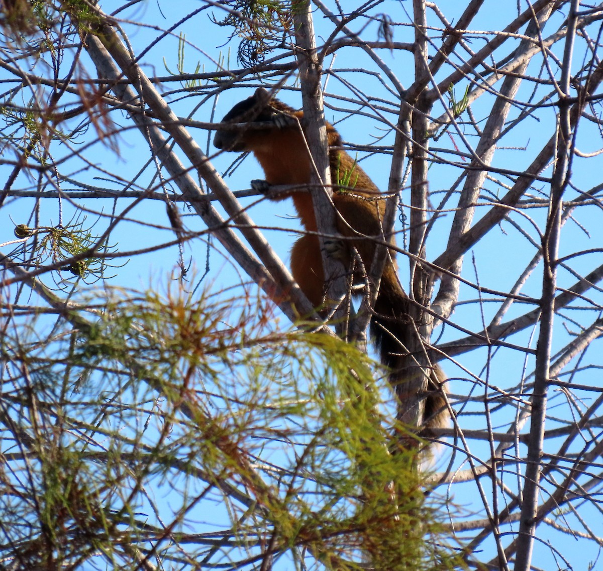 Big Cypress Fox Squirrel - ML646154957