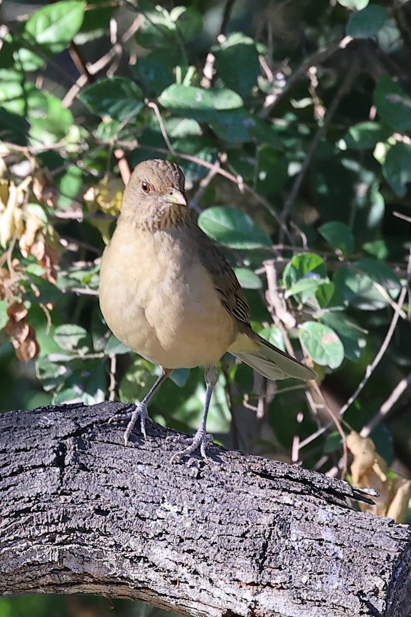 Clay-colored Thrush - ML646154959
