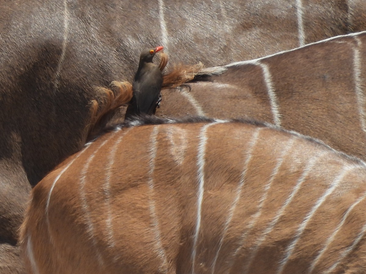 Red-billed Oxpecker - ML646154962