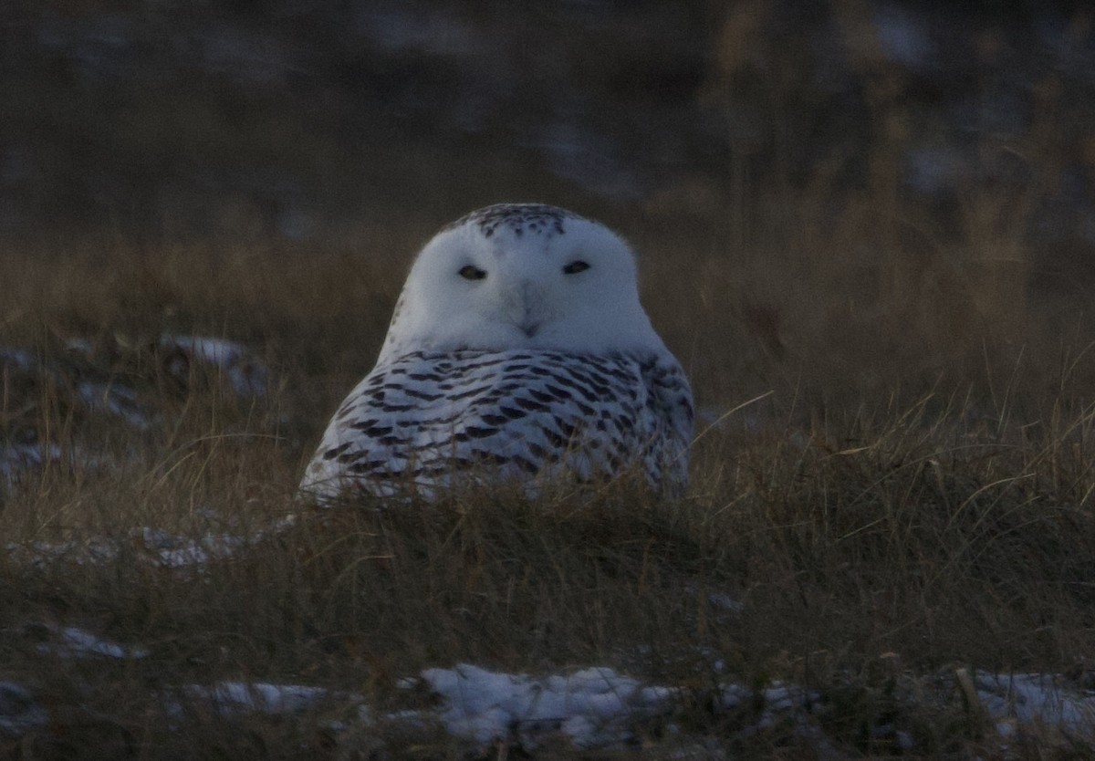 Snowy Owl - ML646154964