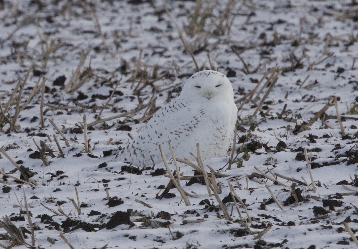 Snowy Owl - ML646154965