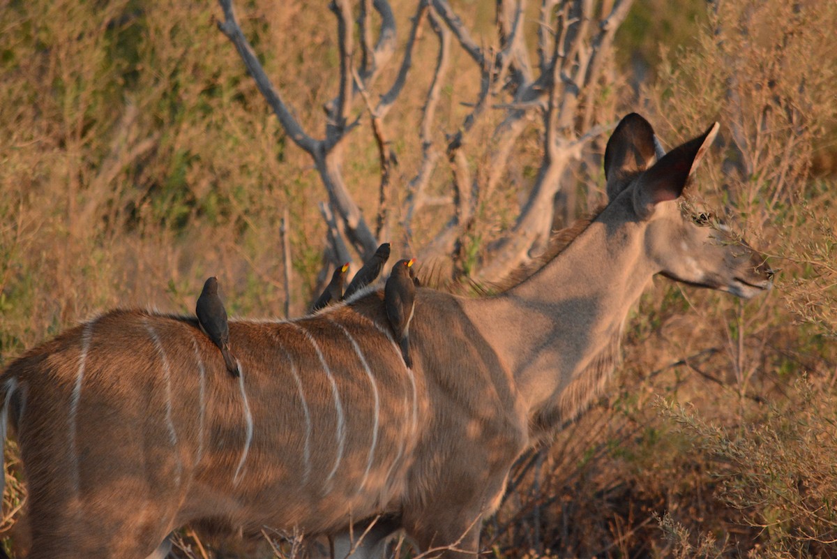 Yellow-billed Oxpecker - ML646154967