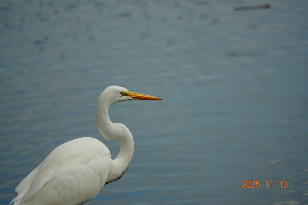 ダイサギ - ML646154973