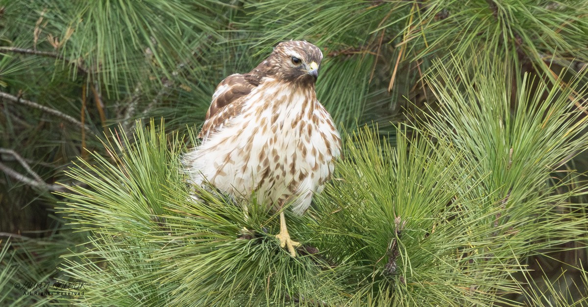 Канюк рудоплечий - ML646154975