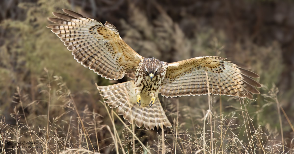 Канюк рудоплечий - ML646154976