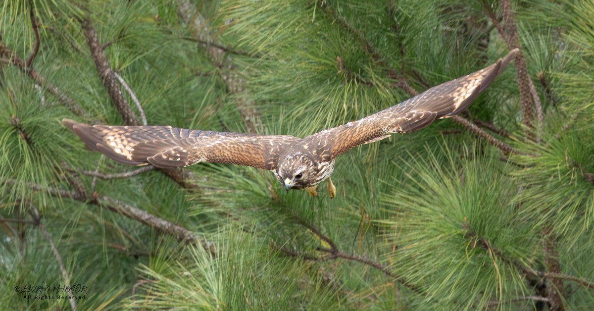 Канюк рудоплечий - ML646154977