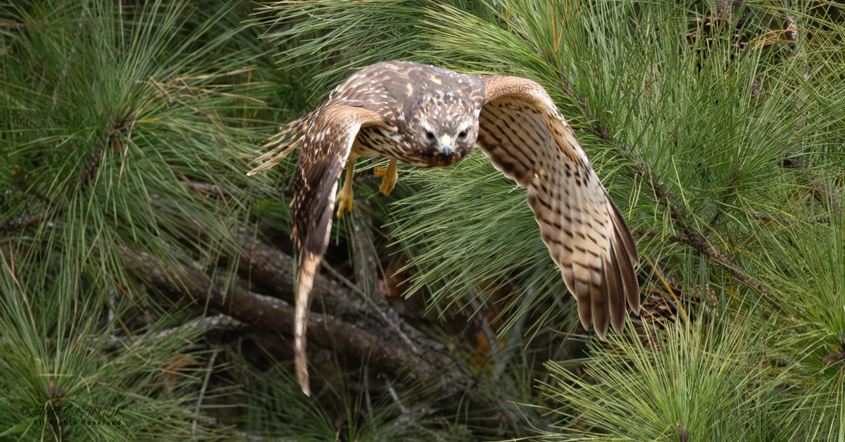 Канюк рудоплечий - ML646154978