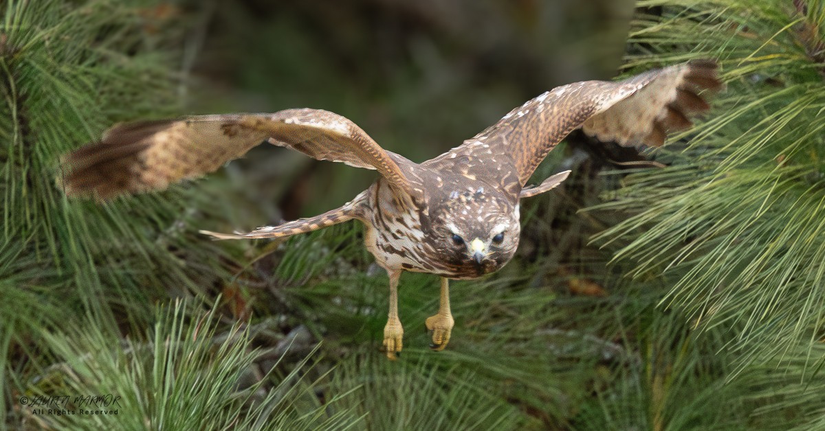 Канюк рудоплечий - ML646154979