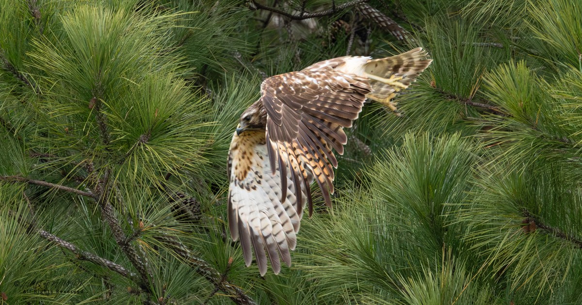 Red-shouldered Hawk - ML646154980