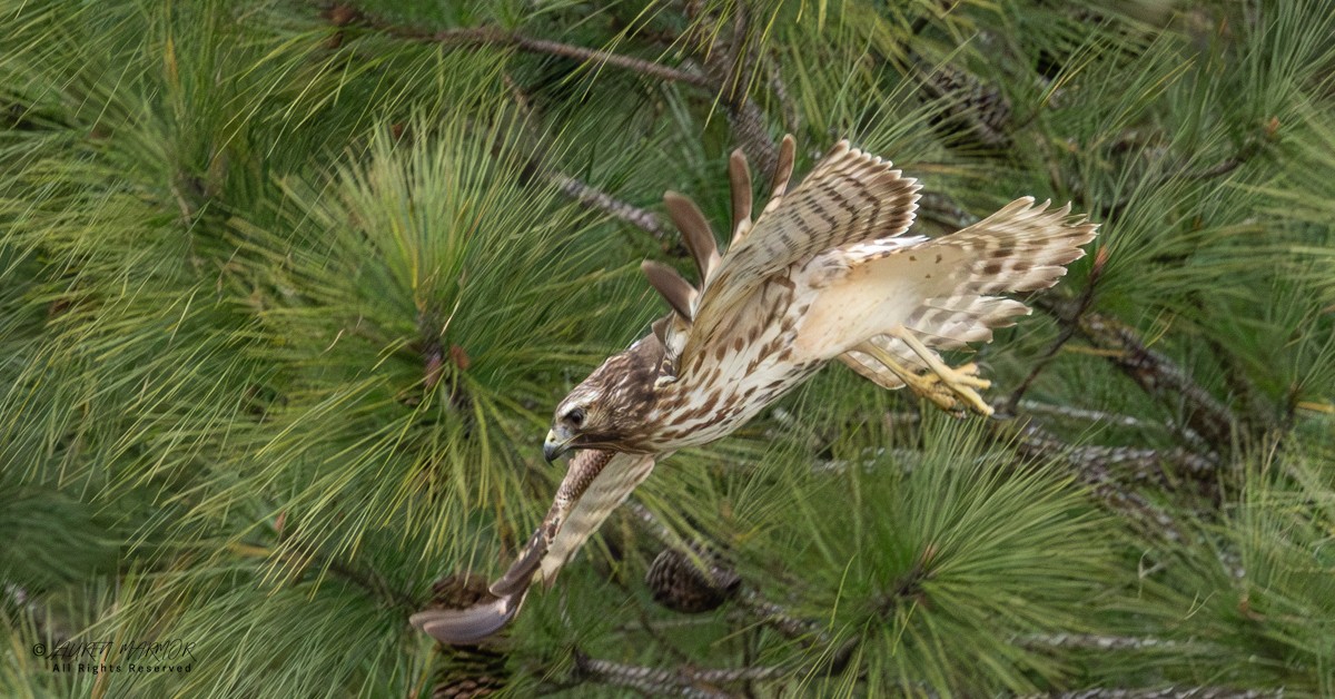 Red-shouldered Hawk - ML646154981