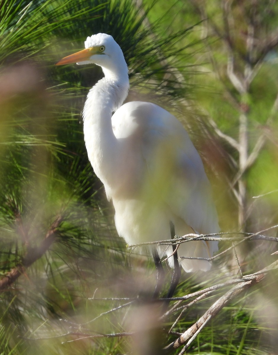 ダイサギ - ML646154983