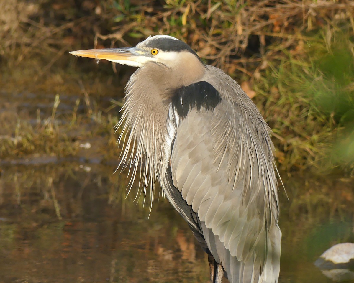 Great Blue Heron - ML646154993