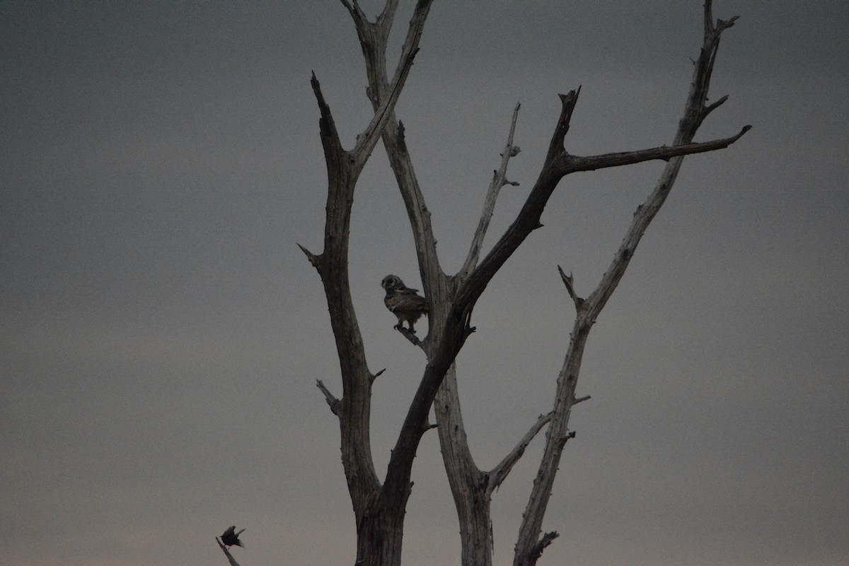 kulíšek perlový - ML646154995