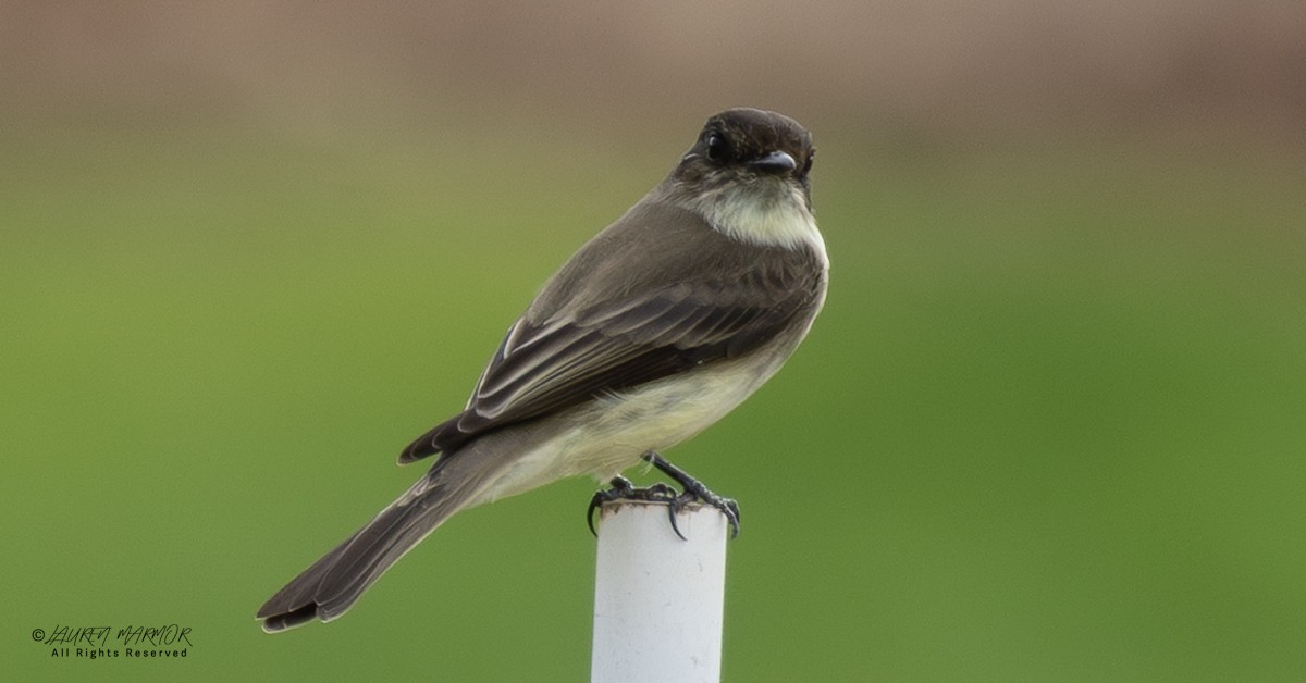 Феб буроспинний - ML646154996