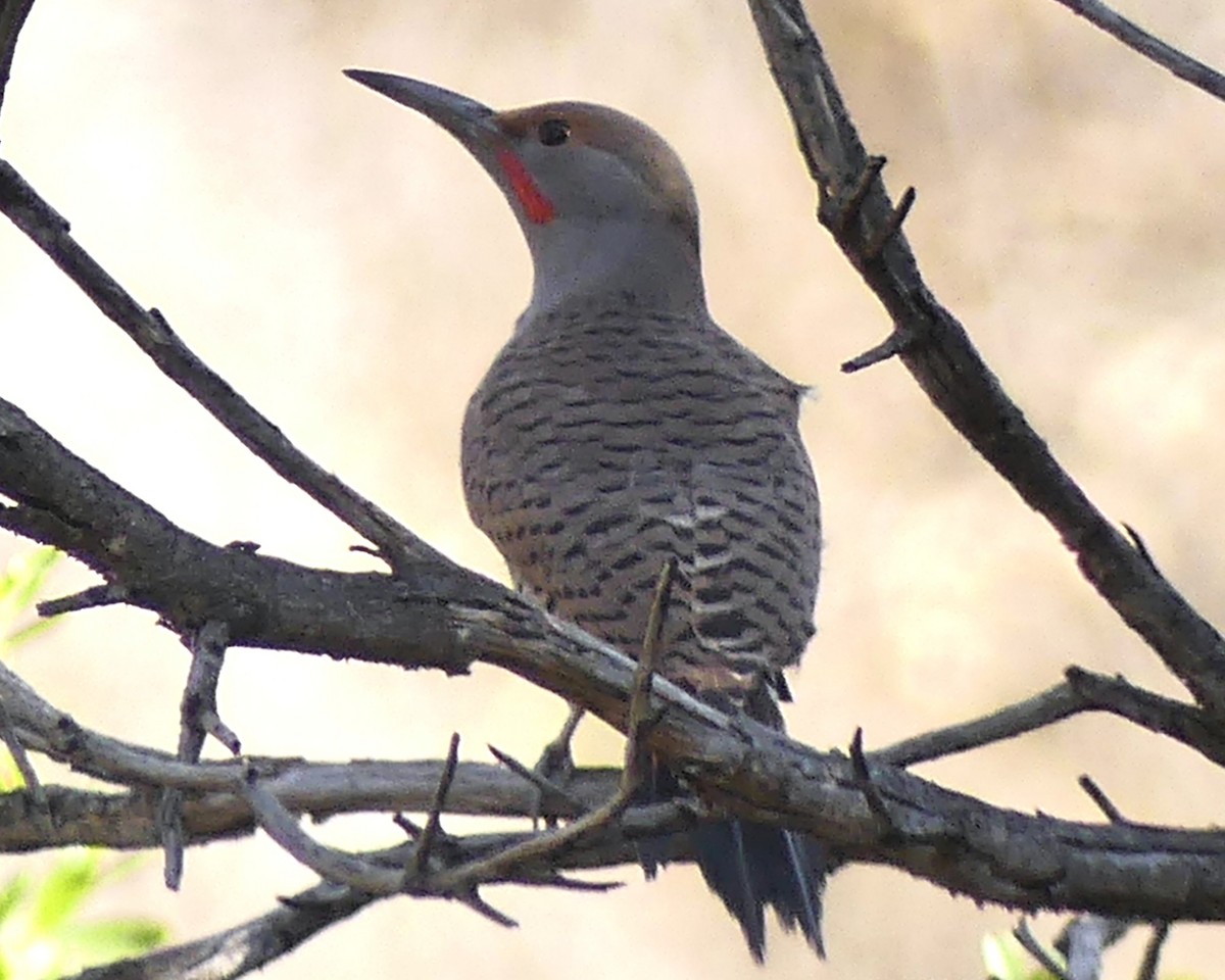 Northern Flicker - ML646154999