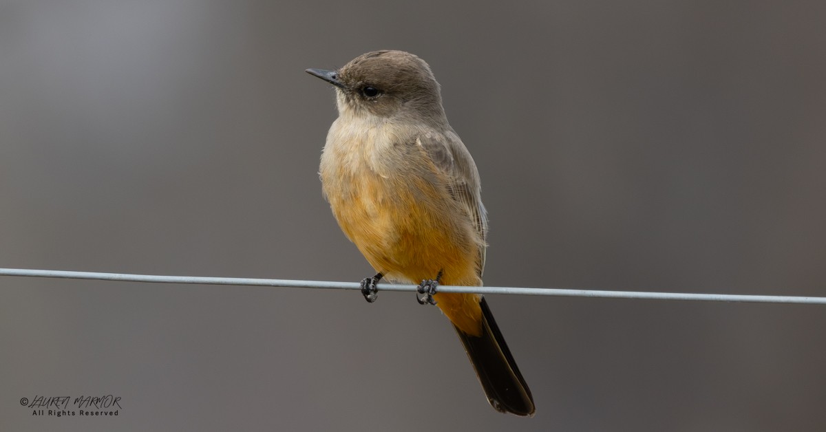 Феб великий - ML646155003