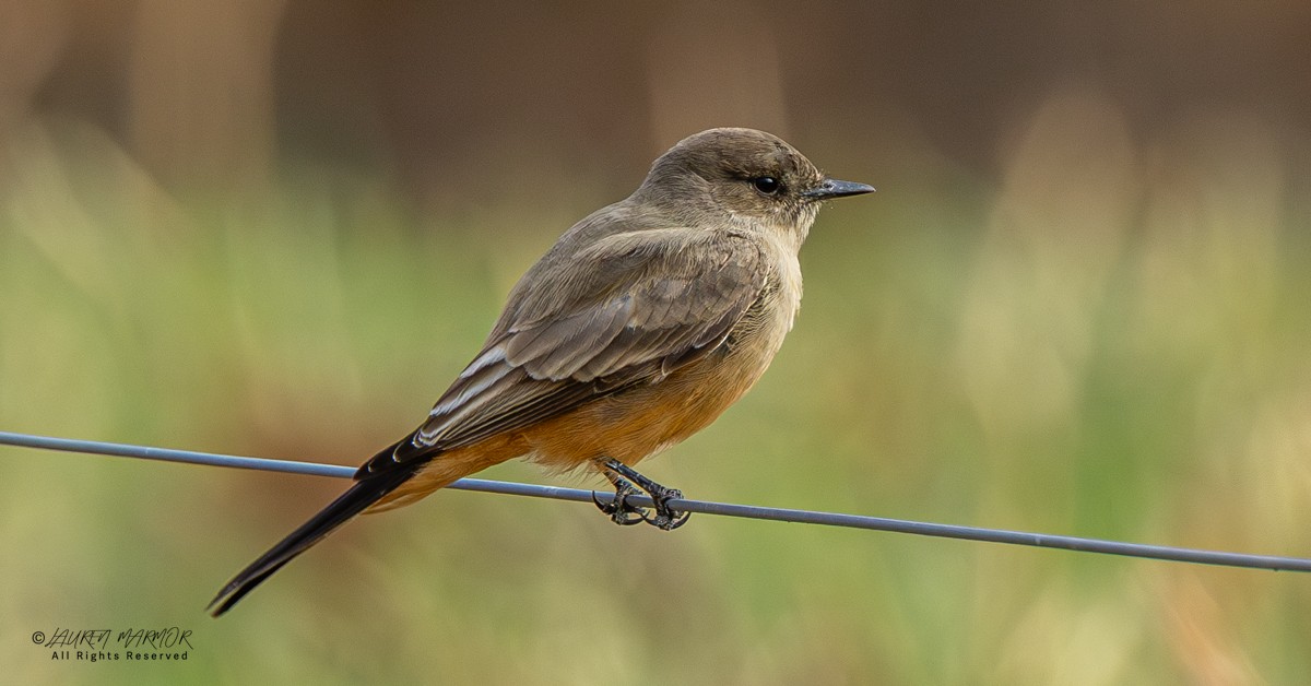 Феб великий - ML646155004