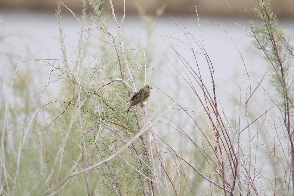 Grassland Yellow-Finch - ML646155010