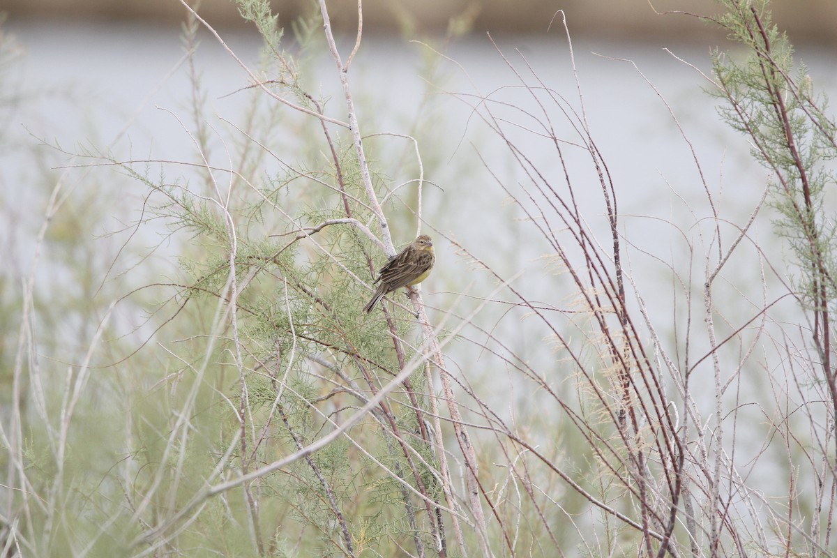 Grassland Yellow-Finch - ML646155011